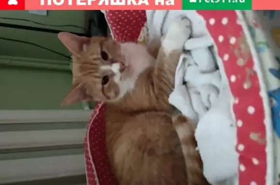 Найдена кошка в Пушкино, Московская обл.