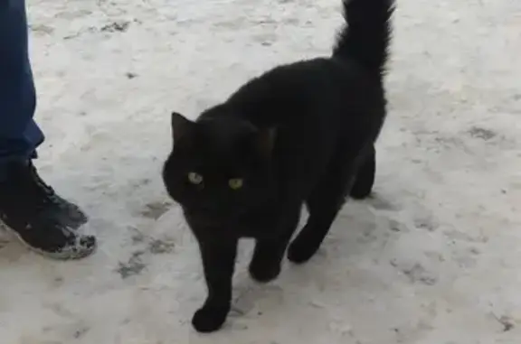 Найден домашний кот на улице Краснофлотцев в районе Эльмаша