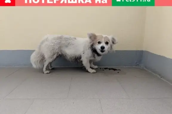 Найдена собака в Калининграде!