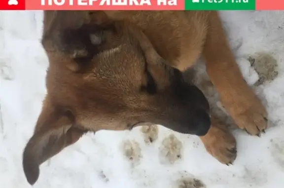 Найдена собака в Великом Новгороде