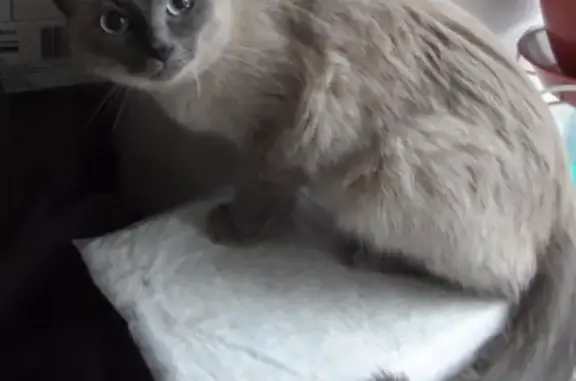 Пропал Сиамский кот возле кафе на трассе в Новокузнецке
