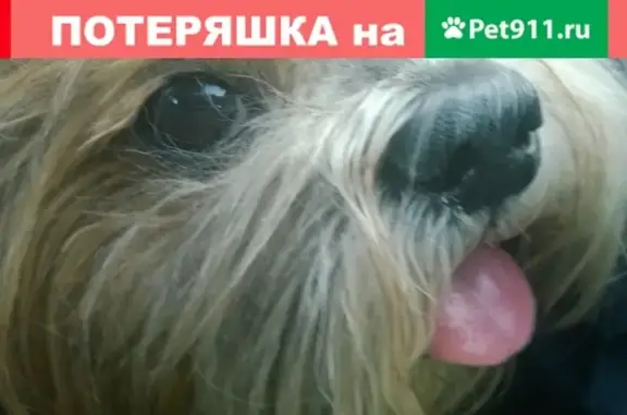 Пропала собака Тао в Татарстане, помогите вернуть домой!