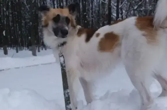 Пропала собака Барни в Наро-Фоминске