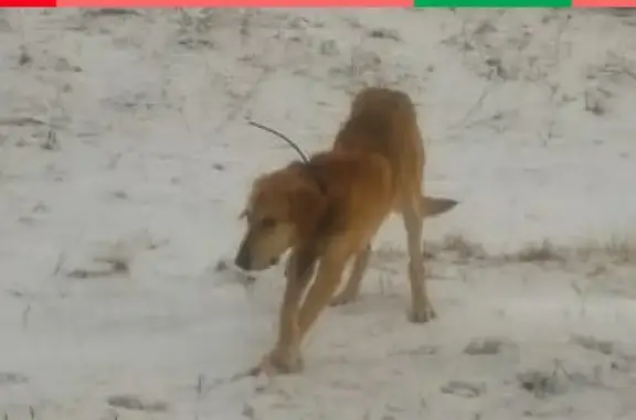 Собака найдена в деревне Бобриково, Великолукский р-он.