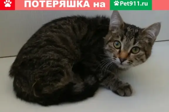 Найдена кошка в Челябинске