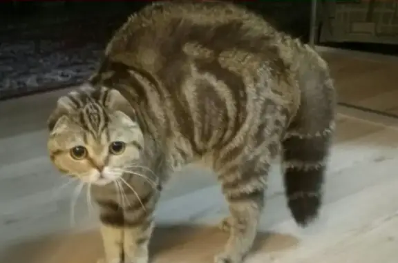 Кошки потеряшки, Ишимово, фото: Потеряшка вислоухая кошка в д. Ишимово, Пермский край