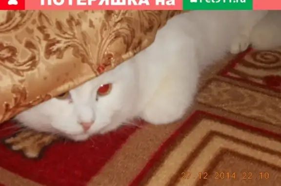 Пропал кот Мурзя на улице Кооперации, Омутнинск.
