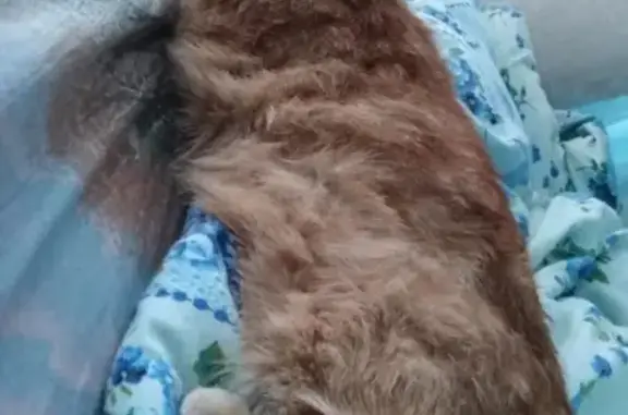 Пропал кот Рыжик в Сыктывкаре