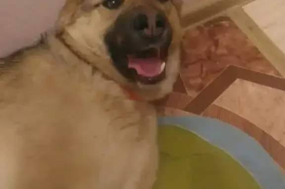 Собака в оранжевом ошейнике найдена в Щёлково