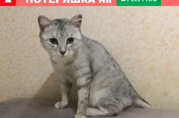 Породистая кошка найдена в 277 квартале, Иркутская область