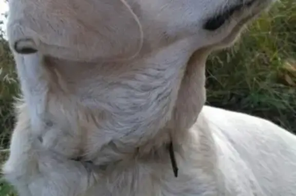 Пропала собака Ева в Мичуринске, Тамбовская область