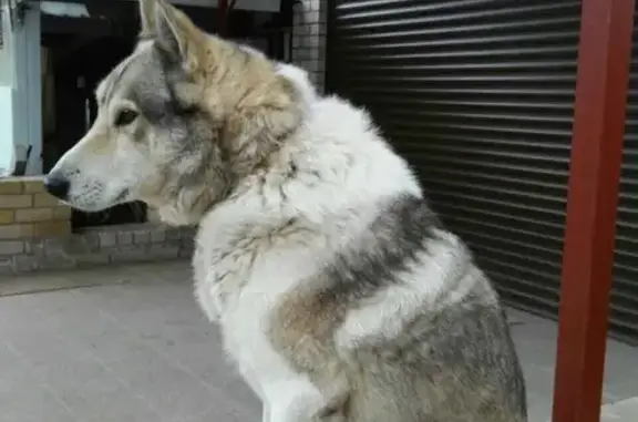 Пропала собака в Котласе, Архангельская область