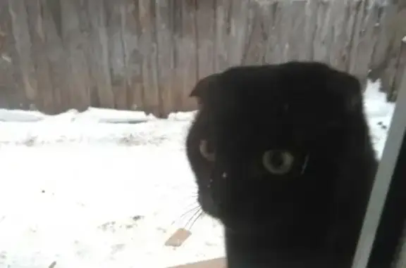 Пропал кот в районе 3 школы, Кузнецк