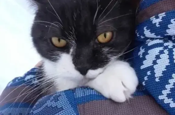 Кошки потеряшки, Тольятти, фото: Потеряшка кот Балу в Тольятти