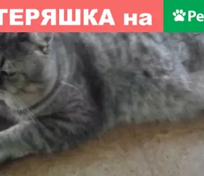 Пропал кот на ул. Парковой, Омутнинск, Кировская область