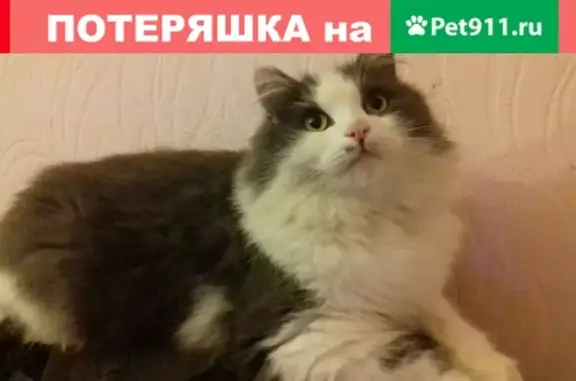 Пропал кот на ул. Чернышевского, Альметьевск