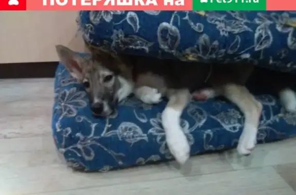Пропала собака Альма в центре Корткероса, Сыктывкар