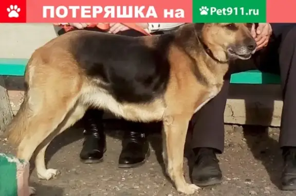 Пропала собака ТАСЯ на ул. Енисейская, Омск