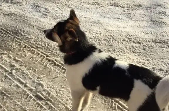 Найдена собака в Ленинском районе, с ошейником