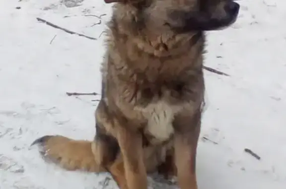 Найдена добрая собака на Рязанском проспекте, 64