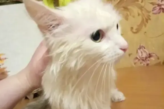 Найдена кошка в Сосногорске, Республика Коми