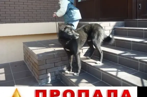 Пропала собака-дворняга в Ворошиловском районе