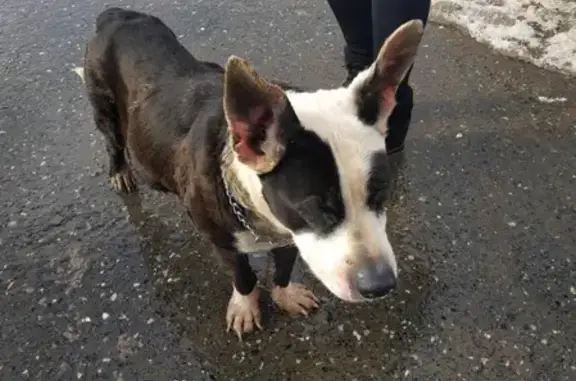 Найдена собака в Садовом микрорайоне, ищем помощь