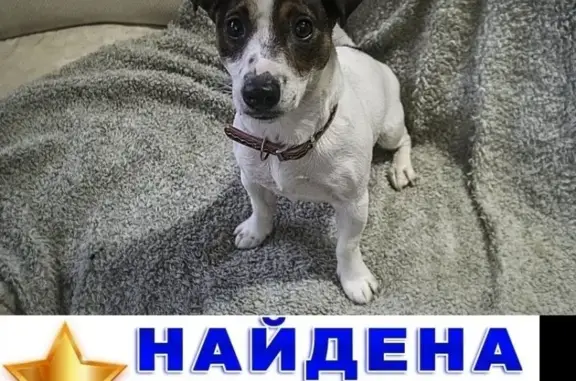 Найдена собака в Екатеринбурге, ждет хозяев