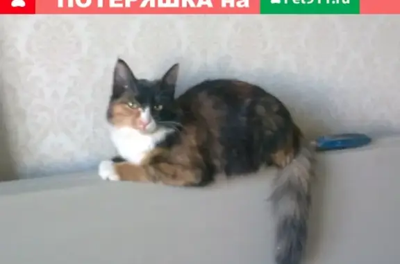 Кошки потеряшки, Дзержинск, фото: Потеряшка кошка в Дзержинске, пр-т Ленина, дом 60.