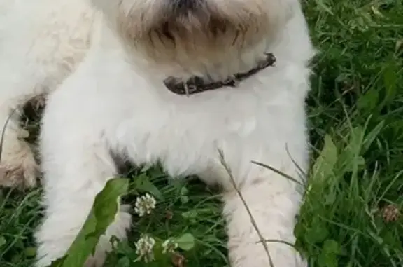 Собаки потеряшки, Москва, фото: Потеряшка собака Мальчик в Москве.