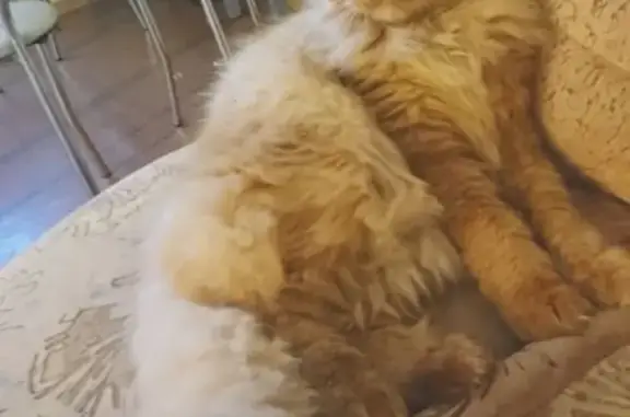 Кошки потеряшки, Белгород, фото: Потеряшка кошка в Разумном, ушел 6-летний кот Борис.