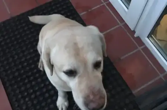 Собака Лабрадор ретривер найдена в Бурцево