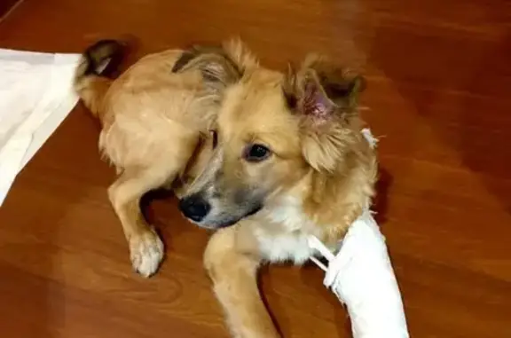 Найден щенок с переломом лапки в Раменском