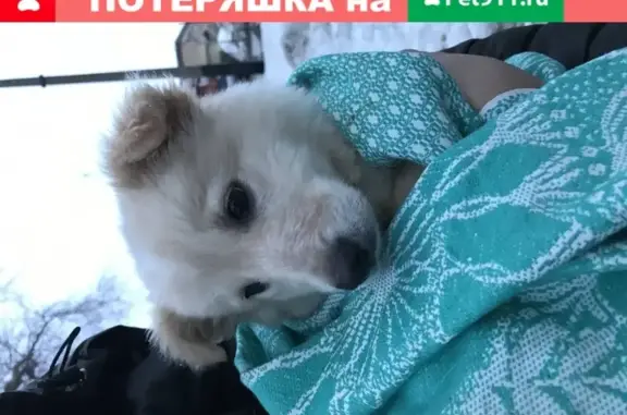 Найдена собака в 10 мкр Балаково