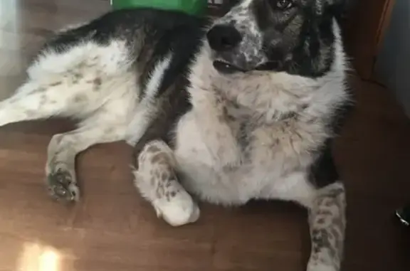 Пропала крупная собака по кличке Пупс в д. Гаврово, Дновский район