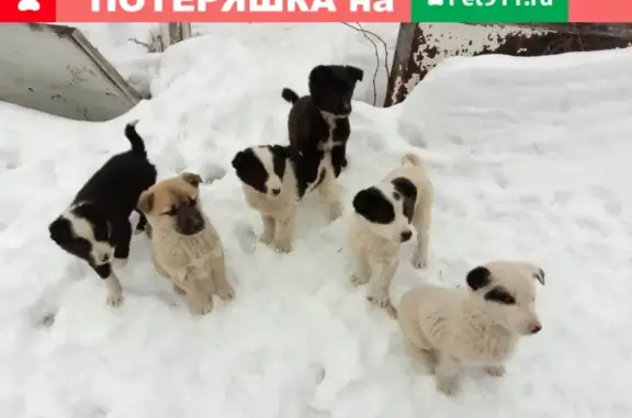 Собака и щенки найдены в Костроме, Россия