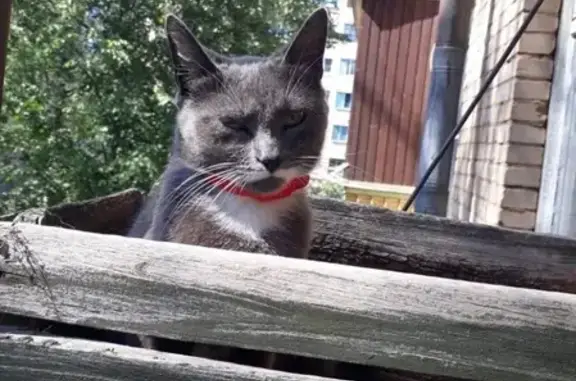 Пропала кошка в Красногорске