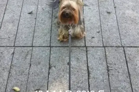 Пропала собака Клепа на ул. Руднева, Владивосток