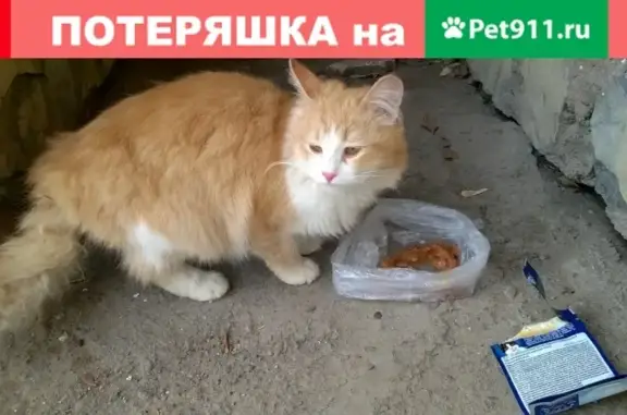 Срочно! Потерянный кот/кошка на Комсомольской, Уфа