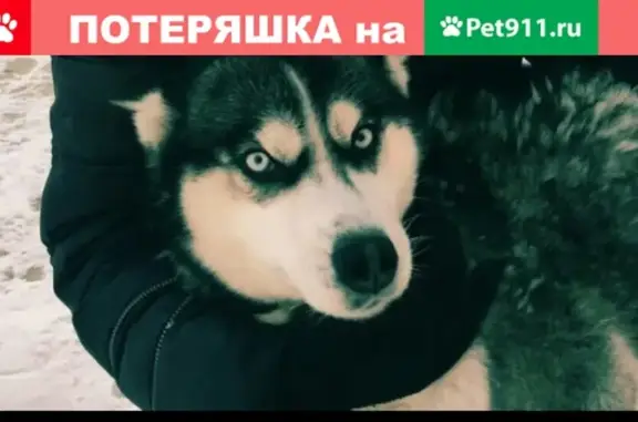 Пропала собака Бося на Красноярском тракте!
