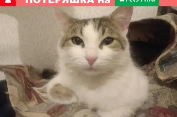 Найден кот на Чкаловской улице, ищем хозяина!