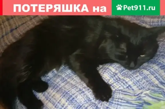 Найден кот на ул. Мичурина, Томск