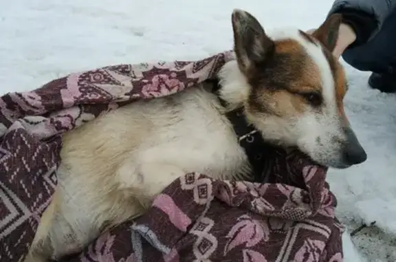 Найдена собака на Комсомольском проспекте