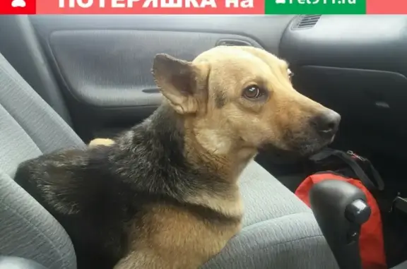 Найдена собака на трассе Ярославль-Данилов