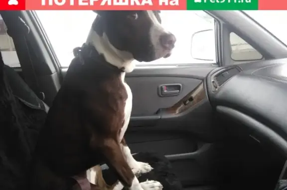 Найдена собака в Шипуново