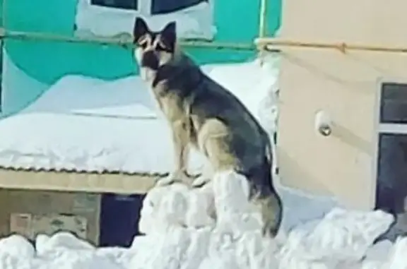 Пропала собака в Дальнем (новострой) на Сахалине
