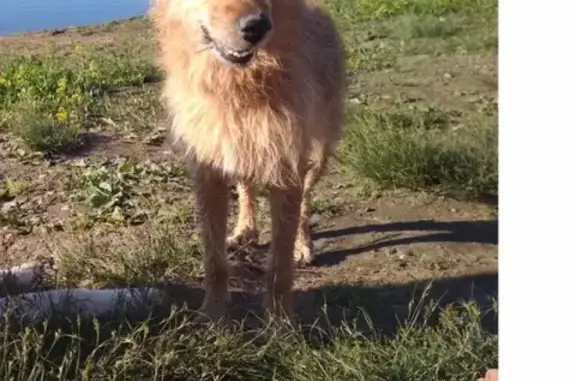 Пропала собака без ошейника в Кемерово