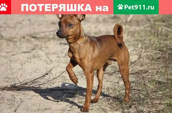 Пропала собака Гоша в Карабулаке, Ингушетия.