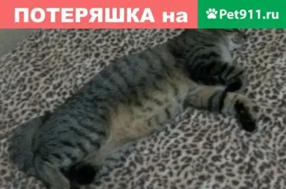 Пропала серая кошка с золотисто-желтым ошейником в Кореновске, вознаграждение за находку