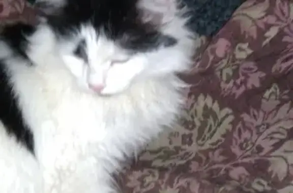 Найдены белая кошка и полосатый кот в Вологде